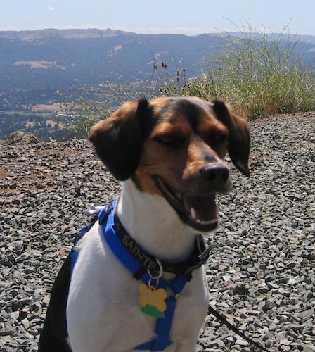 A black, tan and white Raggle dog is sitting on a rocky hilltop with a scenic mountain view behind it. The dog is looking to the right and its mouth is open and it looks like it is smiling.