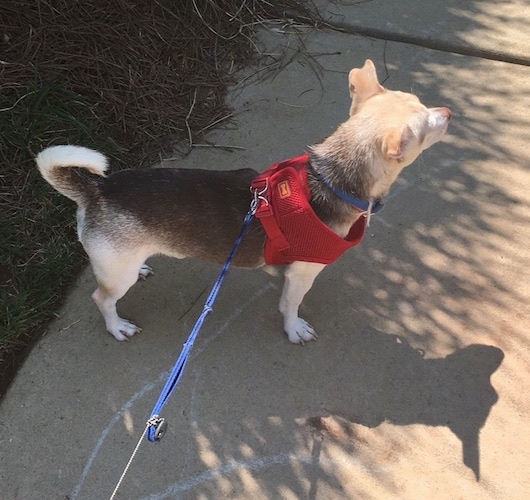 The back right side of a black, tan and white Rat-Cha that is standing on a sidewalk and it is looking to the right. It is wearing a red harness and its tail is up and curled over its back.