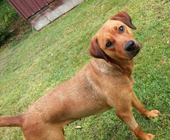 The right side of a red Rhodesian Labrador that is standing in grass and it is looking forward. There is a barn red colored board and batten building next to it.