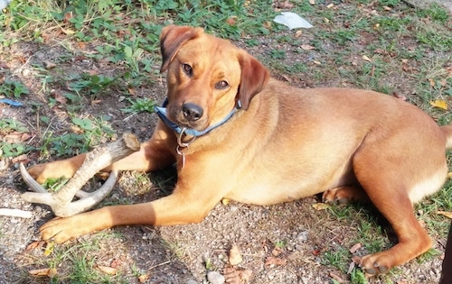 The left side of a red Rhodesian Labrador dog that is laying across patchy grass and there is a deer antler in its front paws. It is looking forward and its head is tilted to the right.