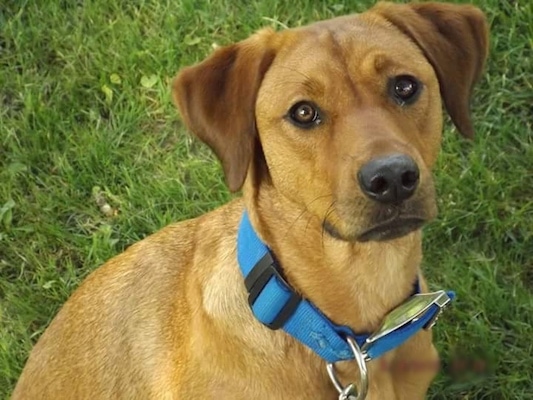 Close up head and upper body shot - A red Rhodesian Labrador dog is wearing a blue collar sitting in grass looking up. Its head is slightly tilted to the left.
