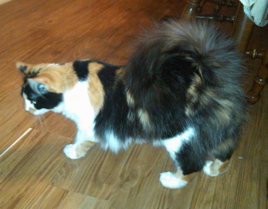 Patches the calico Ringtail cat is standing on a hardwood floor with a chair behind it