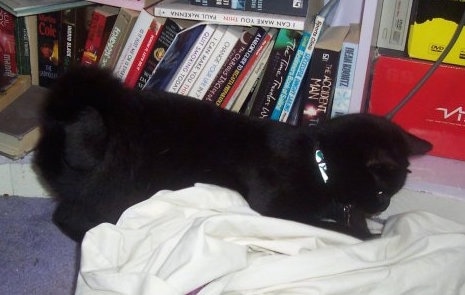 Side-view of Pepsi the black American Ringtail cat laying in front of a bookcase