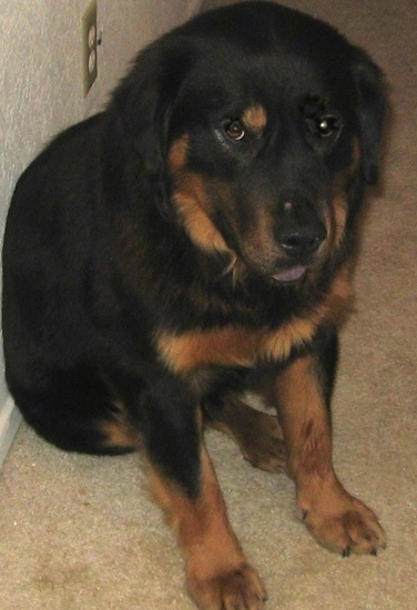 View from the front - A large furry black and tan dog with a black tongue sitting up against a wall on a tan carpet inside of a house.