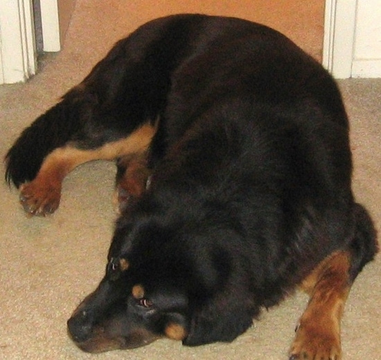 View from the top looking down at the dog - A large furry black and tan dog looking sleepy laying on a tan carpet inside of a house.