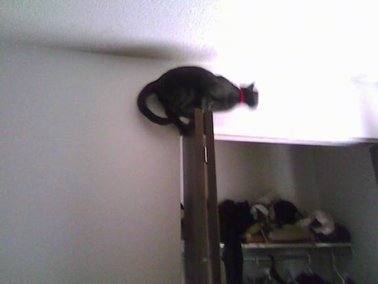 Side-View of Shadow the Russian Blue Cat standing on top of a closet door 