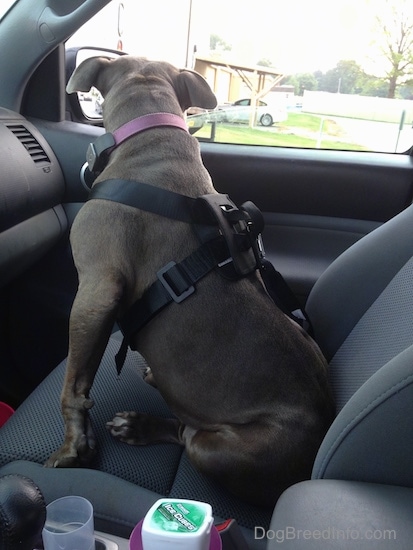 A Pit Bull dog sitting in the passengers seat of a Toyota Tacoma pick-up truck wearing a dog seatbelt looking out the window to the right.
