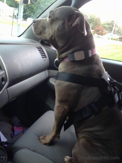 A Pit Bull dog sitting in the passengers seat of a Toyota Tacoma pick-up truck wearing a dog safety belt facing forward.