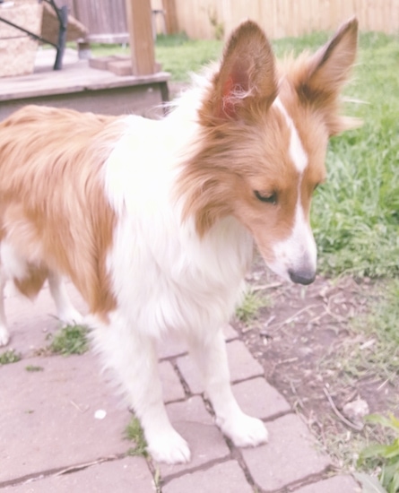 A red and white Sheltland Sheepdog standing outside on a brick walkway looing down. It has large perk ears and a black nose. There is a wooden deck behind him