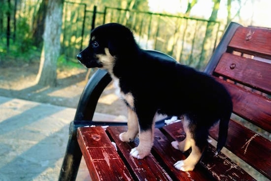 A small, black, tan and white Shepweiler puppy standing up on a red park bench looking into the distance