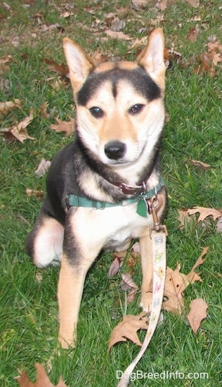Front view - a perk-eared, black and tan, medium-sized dog wearing a green harness sitting outside in a grassy yard.