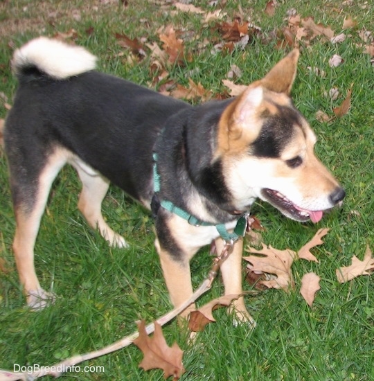 Right side view - a perk-eared, black and tan, medium-sized dog with its tail curled up over its back standing outside in a grassy yard.