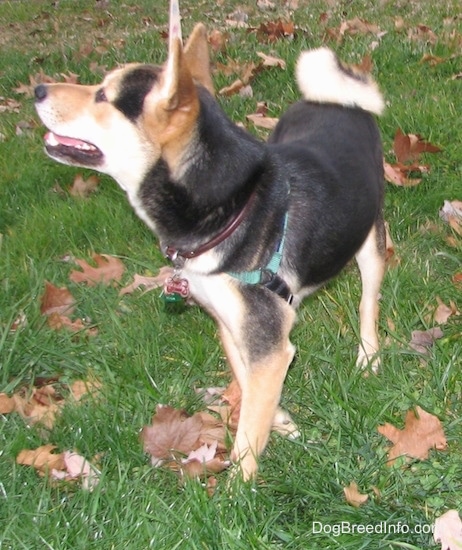 Front left side view - a perk-eared, black and tan, medium-sized dog wearing a green harness standing outside in a grassy yard. Its tail is curled up over its back.