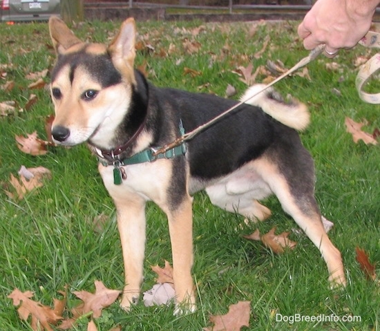 Front left side view - a perk-eared, black and tan, medium-sized dog wearing a green harness standing outside in a grassy yard with a person holding its leash. It has a tight ring tail.