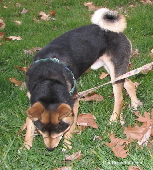 Front left side view - a perk-eared, black and tan, medium-sized dog wearing a green harness standing outside in a grassy yard looking down at the ground with fallen brown leaves around it. The dog has a tail that curls up over its back.