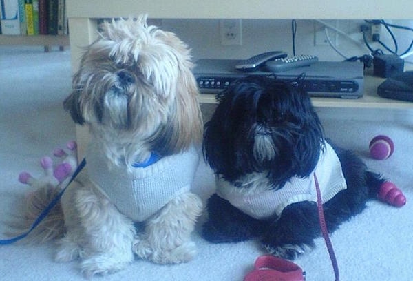 Two thick coated, Shih Tzus are wearing sweaters. The left most dog is tan and is sitting on a carpet and right Shih Tzu is black and is laying on a carpet. There is an entertainment system behind them.