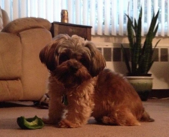 Side view - A fluffy, wavy, thick coated, brown with white Shorkie Tzu is standing in the living room with a half eaten green bell pepper on the floor next to her.
