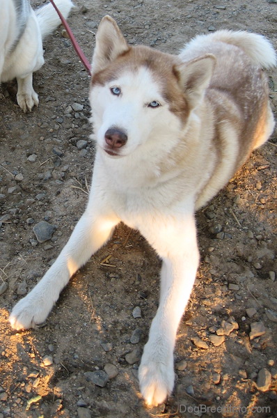 A red and white Siberian Husky with blue eyes laying down in the dirt and gravel looking up.