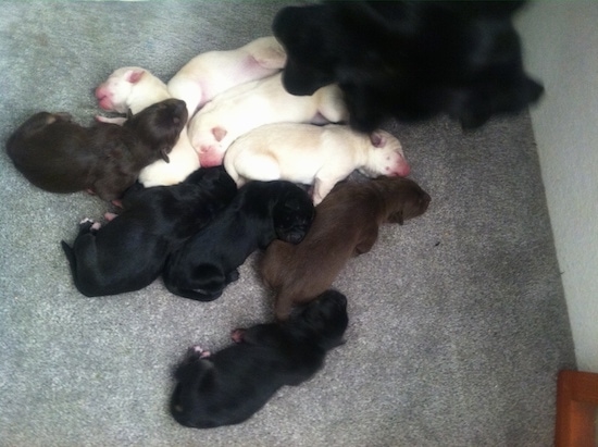 A large litter of 9 Siberian Retriever puppies are sleeping on a carpet around each other. Four of the dogs are yellow, two are brown and three are black. The mom dog is looking down at them.