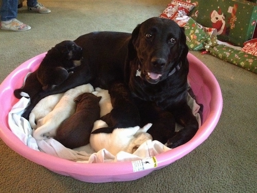 A black purebred Labrador Retriever dog is laying in a pink plastic kiddy pool looking forward and it looks like it is smiling. She is nursing her large litter of puppies.