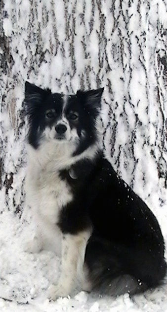 The left side of a black with white Ski-Border dog sitting in snow in front of a large tree with snow on it looking forward. The dog has fringe hair on its pointy ears.
