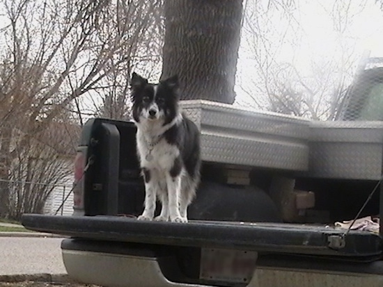 A medium haired black with white Ski-Border dog standing on the back of a pick-up truck bed looking out over the edge. It has pointy perk ears.