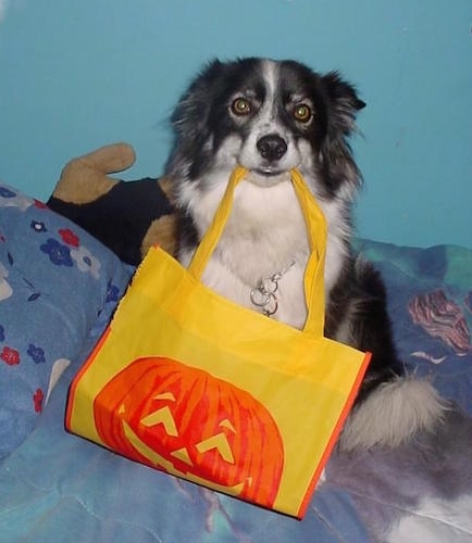 A black with white Ski-Border dog is sitting on a bed with a yellow bag that has an orange jack o'lantern on it. The handle of the bag is in the dog's mouth and it is looking forward. The dog's ears are pinned back.