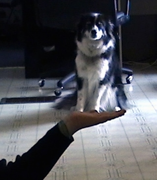 A person has there hand under a paused video of a black with white Ski-Border that is sitting on a tiled floor. The perspective of the image makes it look like the person has a smaller version of the dog in its hand.