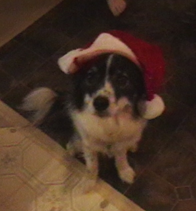 Top down view of a black with white Ski-Border dog that is wearing a red and white Santa hat sitting on a tan and white tiled floor looking up.