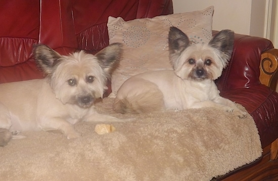 Two little cream colored dogs with large perk ears laying down on a red leather couch on top of a tan fuzzy blanket with a tan pillow behind them