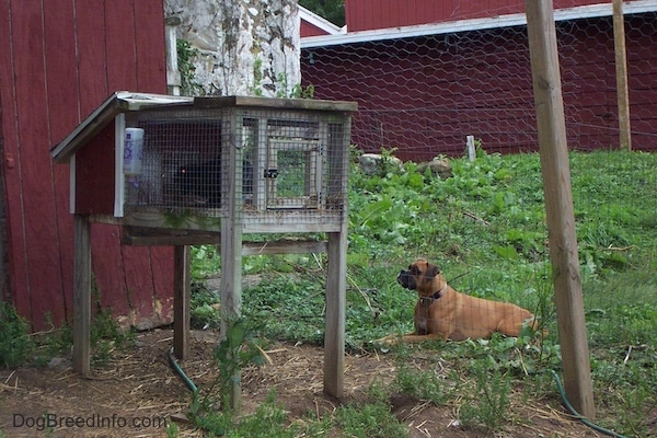 A fawn Boxer dog laying down in grass between two red barns intensely staring at a rabbit that is in a rabbit hutch.