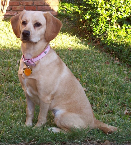 A tan Cocker Spaniel/Labrador Retriever mix breed dog sitting in the grass with a brick house behind her.
