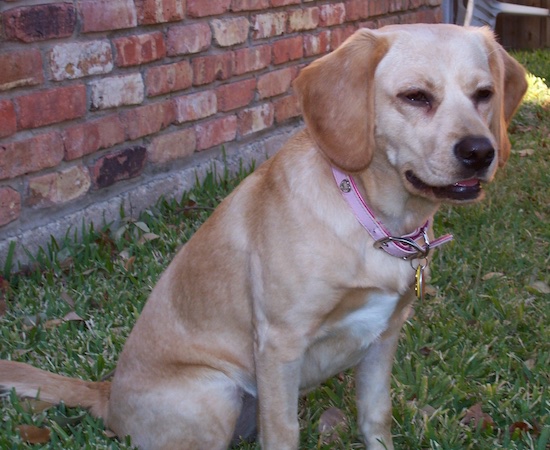 A shorthaired tan Spanador is wearing a pink collar sitting in the grass with a brick house behind her, with her eyes slightly squinted. She has a black nose and long soft drop ears.