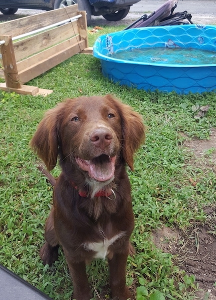 A brown with white Spangold Retriever is sitting on grass and it is looking up. Its mouth is open and it looks like it is smiling. There is a kiddie pool of water and an agility jumping wall in the background.