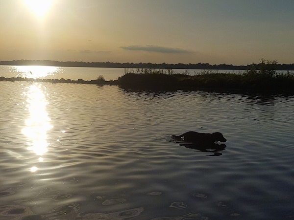 The silhouette of a Spangold Retriever dog that is walking in a body of water with the sun setting in the background across the water.