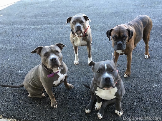 A pack of four dogs are standing and sitting on a blacktop surface. They are all looking forward.