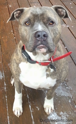 A large-headed, wide-chested, blue-nose brindle Pit Bull Terrier is sitting on a hardwood porch looking up.