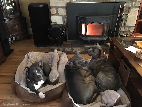 Three dogs on dog beds in front of a lit fireplace. A blue-nose American Bully Pit is laying in a dog bed and looking up. Next to her is an American Pit Bull Terrier laying in a dog bed next to a blue-nose Brindle Pit Bull Terrier.