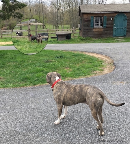 A blue-nose Brindle Pit Bull Terrier is standing on a blacktop surface and he is looking over the other dogs in front of a fence. On the image there is a small circle zoom that shows A blue-nose American Bully Pit and a American Pit Bull Terrier who are looking at goats.