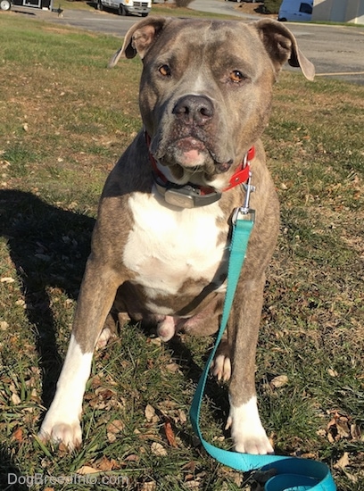 A large-headed, wide-chested gray brindle with white pit bull terrier dog sitting in grass with a teal blue leash hanging in front of him. He has a GPS tracker attached to his red collar.