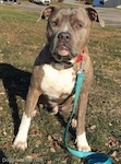 Front view - A blue-nose brindle Pit Bull Terrier is sitting in grass witht a teal-blue leash hanging down in front of him.
