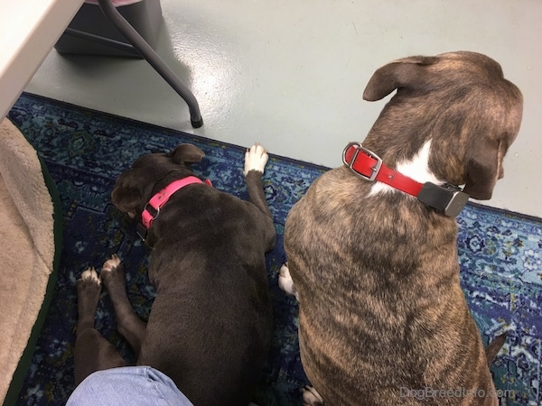 The back side of two large breed dogs, a gray American bully laying down and a gray brindle with white dog sitting on a teal blue throw rug in front of a person sitting in a computer chair with a dog bed to the left of them.
