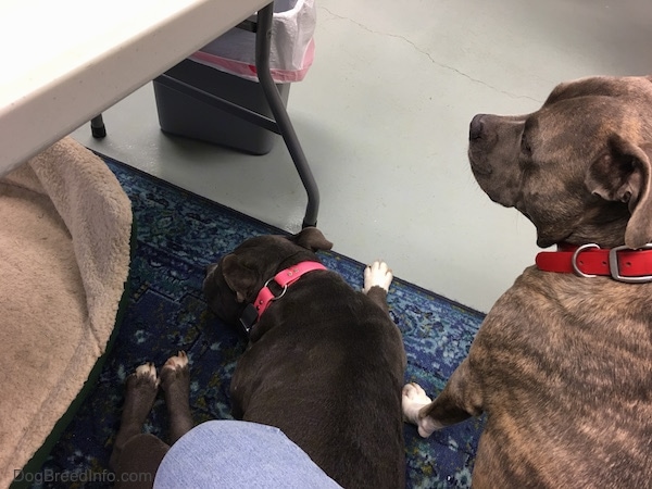 The back side of two large breed dogs, a gray American bully laying down and a gray brindle with white dog looking to the left sitting on a teal blue throw rug in front of a person sitting in a computer chair with a dog bed to the left of them.