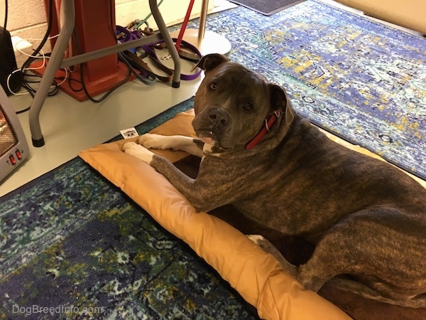 A large breed, gray brindle dog laying on a brown dog bed in front of a small space heater under a table.