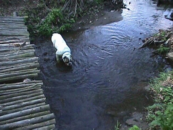 Top down view of Spike the Bulldog who is standing in a stream and drinking the water. To the left of him is a bridge made of logs.