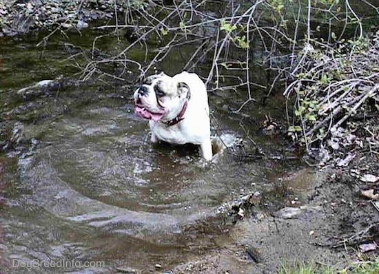 Spike the Bulldog is standing in a stream, he is panting, he is looking up and to the left.