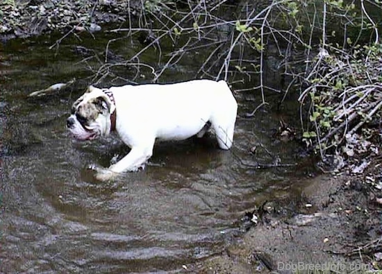 Spike the Bulldog is walking across a stream, his mouth is open and it looks like he is smiling.