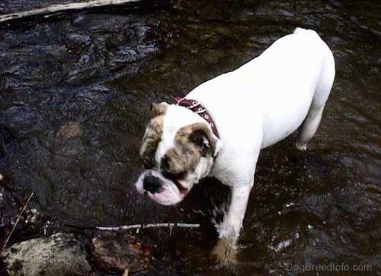 Top down view of Spike the Bulldog who is walking in a stream.