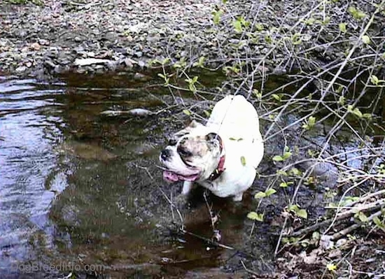 Spike the Bulldog is standing in a stream of water under a tree, his mouth is open, he is looking up and to the left.
