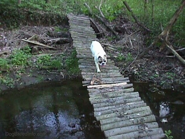 Spike the Bulldog is walking across a bridge made of logs that is overtop of a stream.